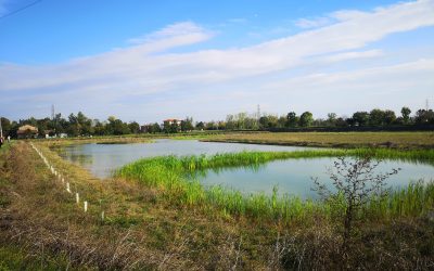 CANALE CAVATA ORIENTALE, IL PROGETTO LIFE RINASCE RESTITUISCE AL TERRITORIO UNA DELLE METE NATURALISTICHE PREFERITE