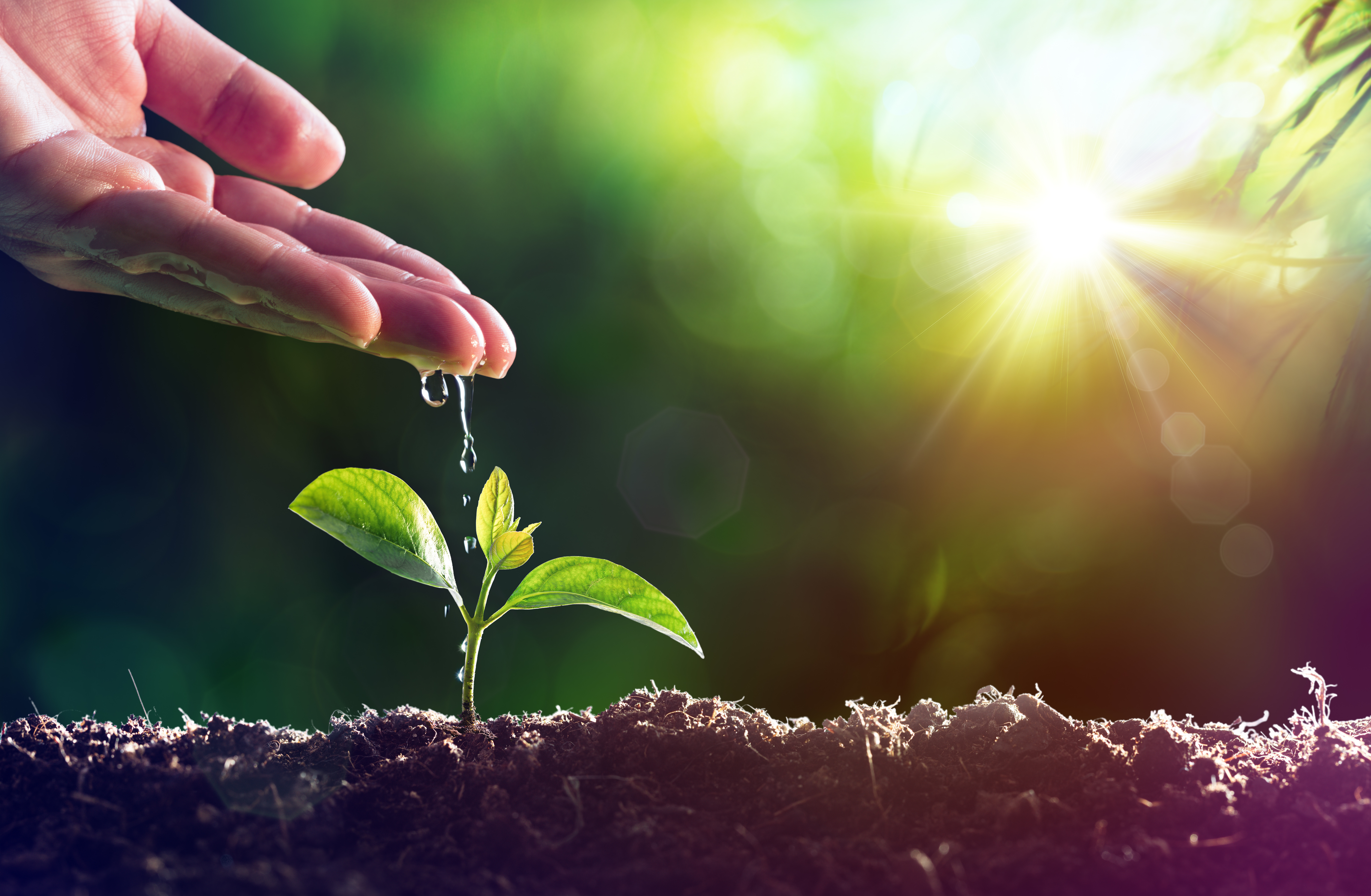 Care Of New Life - Watering Young Plant