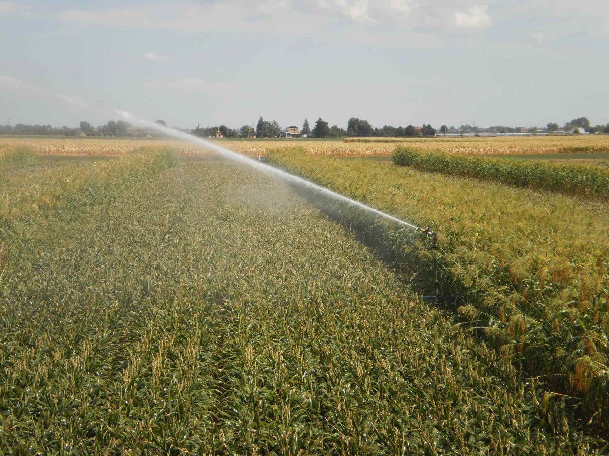 Contro la perdurante siccità già operativo il Consorzio di bonifica. Pronti ad attivare anche i sistemi irrigui per i trattamenti antibrina, allo scopo di scongiurare le perdite di produzione causate dalle gelate