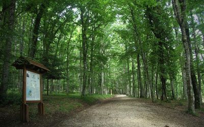 PIANO INVASI PREVENZIONE IDROGEOLOGICA CONTRATTI DI FIUME FILIERA LEGNO – LE CONCRETE PROPOSTE DEI CONSORZI DI BONIFICA PER UN NUOVO MODELLO DI SVILUPPO