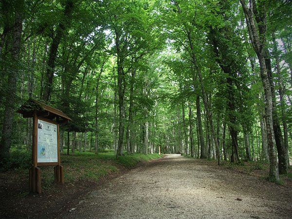 PIANO INVASI PREVENZIONE IDROGEOLOGICA CONTRATTI DI FIUME FILIERA LEGNO – LE CONCRETE PROPOSTE DEI CONSORZI DI BONIFICA PER UN NUOVO MODELLO DI SVILUPPO