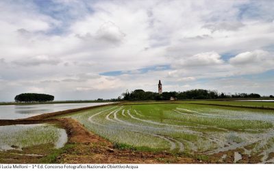 ANBI LANCIA L’ALLARME NELLE ZONE DEL RISO: LE NUOVE COLTURE MINACCIANO UN TERRITORIO CANDIDATO UNESCO. IL PARADOSSO PIEMONTESE: L’ACQUA C’E’ MA SI RISCHIA LA CRISI IDRICA NELLE CAMPAGNE