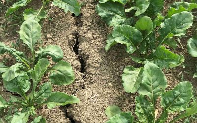 ROMAGNA SULLA SOGLIA DELL’EMERGENZA IDRICA. COLPITE ECCELLENZE DELL’AGRICOLTURA ITALIANA: ORTICOLE – 65%, FRUTTICOLE -30%