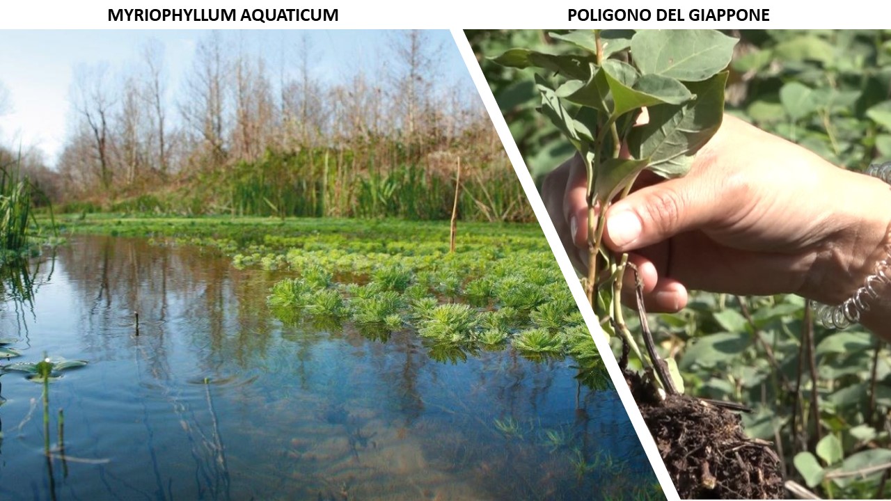 IN TOSCANA ASSEDIATI DA PIANTE ALIENE – ANBI PROPONE TAVOLO TECNICO PER CONTRASTARNE LA DIFFUSIONE IN TUTTO IL PAESE