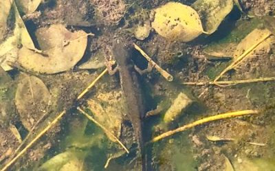 #VERSO LA RIPRESA NONOSTANTE TUTTO, ANCHE UNA BUONA NOTIZIA: L’ECOSISTEMA RESPIRA. ANBI: IN VERSILIA SONO TORNATI I TRITONI INDICATORE BIOLOGICO DI QUALITA’ AMBIENTALE