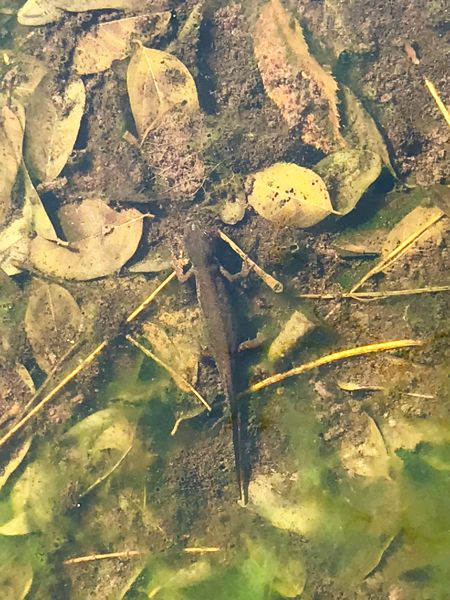 #VERSO LA RIPRESA NONOSTANTE TUTTO, ANCHE UNA BUONA NOTIZIA: L’ECOSISTEMA RESPIRA. ANBI: IN VERSILIA SONO TORNATI I TRITONI INDICATORE BIOLOGICO DI QUALITA’ AMBIENTALE