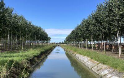CANALE EMILIANO ROMAGNOLO, PER L’ASTA IN SINISTRA RENO 20 MILIONI DAL MIT