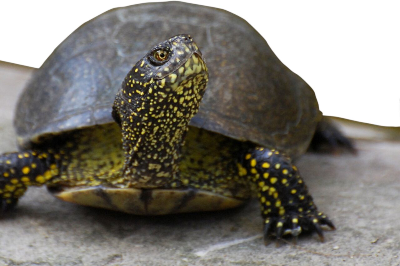 Domenica 14 luglio le tartarughe palustri tornano alla natura:  a Volta Scirocco (RA) scatta l’ora del “Big Jump… Tarta”