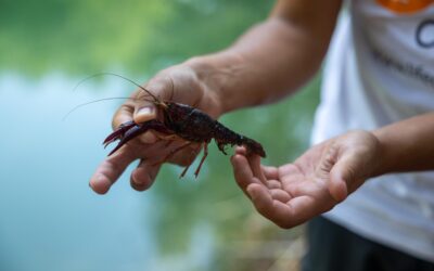 AL VIA LA COLLABORAZIONE TRA IL PROGETTO LIFE CLAW E L’UNIVERSITA’ DI PARMA