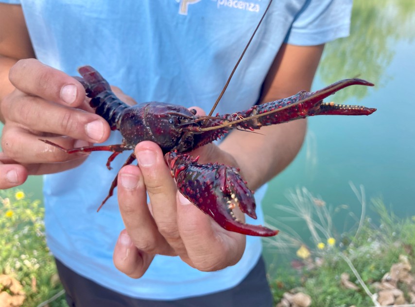 LA TUTELA DELLA BIODIVERSITA’ PASSA ANCHE DAL CONTENIMENTO DEL GAMBERO ROSSO DELLA LOUISIANA: A GOSSOLENGO UN EVENTO DIVULGATIVO E DIMOSTRATIVO LEGATO AL PROGETTO EUROPEO LIFE CLAW