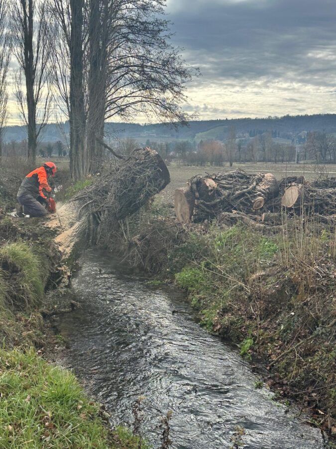ECCEZIONALE VENTO ABBATTE GRANDI ALBERI IN TOSCANA – IL PARADOSSO DEL LEGNAME TRASCINATO DAI FIUMI E CHE DA RISORSA DIVENTA RIFIUTO SPECIALE