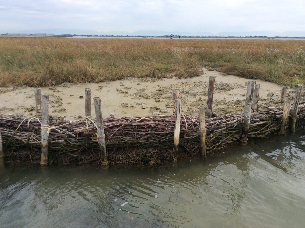 NON SOLO MOSE – PRESERVATI QUASI 100 ETTARI DI BARENE LAGUNARI RECUPERANDO SCARTI NATURALI DELLA BONIFICA 