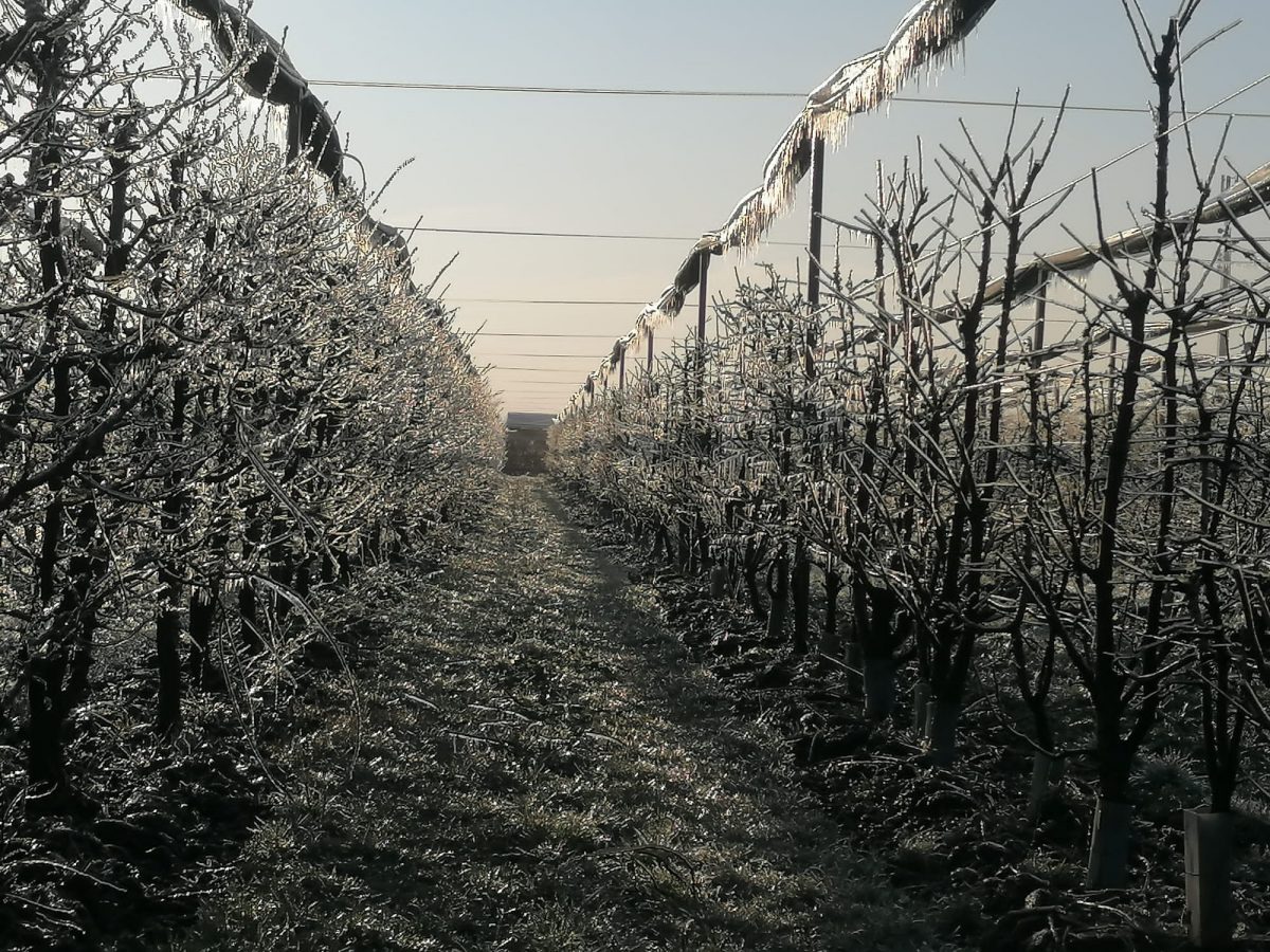 Gelate di Marzo: escursione termica da primato. Da – 3 gradi a + 18. I Consorzi di bonifica invasano i canali e mettono al riparo le colture con le tecniche antibrina