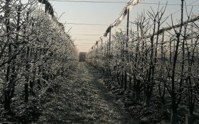 Gelate di Marzo: escursione termica da primato. Da – 3 gradi a + 18. I Consorzi di bonifica invasano i canali e mettono al riparo le colture con le tecniche antibrina