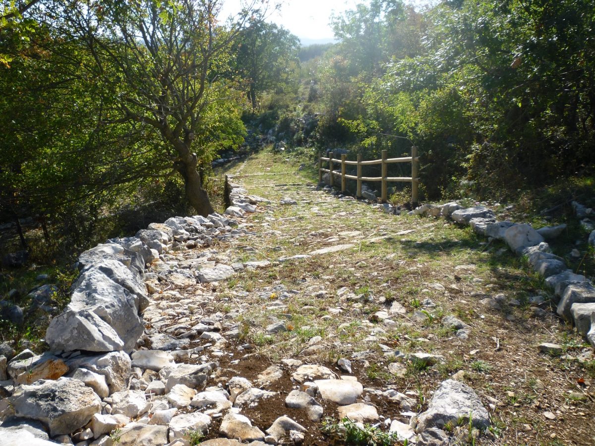 NEL GARGANO C’E’ UNA FORESTA IN ATTESA DI ESSERE PIANTATA IL CONSORZIO DI BONIFICA PER IL TERRITORIO: INSEGNARE ALLE AZIENDE AGRICOLE. COME RENDERE PRODUTTIVO UN BOSCO RISPETTANDO L’AMBIENTE