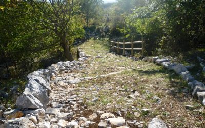 NEL GARGANO C’E’ UNA FORESTA IN ATTESA DI ESSERE PIANTATA IL CONSORZIO DI BONIFICA PER IL TERRITORIO: INSEGNARE ALLE AZIENDE AGRICOLE. COME RENDERE PRODUTTIVO UN BOSCO RISPETTANDO L’AMBIENTE