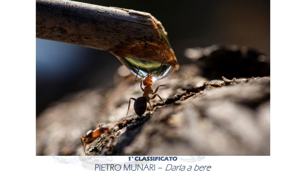 2 FEBBRAIO GIORNATA MONDIALE DELLE AREE UMIDE È LA FORMICA CHE SI DISSETA L’IMMAGINE VINCITRICE DEL CONCORSO FOTOGRAFICO NAZIONALE “OBIETTIVO ACQUA” AL VICENTINO PIETRO MUNARI LA TERZA EDIZIONE DEL CONTEST PROMOSSO DA COLDIRETTI, ANBI E FONDAZIONE UNIVERDE