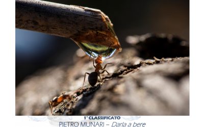 2 FEBBRAIO GIORNATA MONDIALE DELLE AREE UMIDE È LA FORMICA CHE SI DISSETA L’IMMAGINE VINCITRICE DEL CONCORSO FOTOGRAFICO NAZIONALE “OBIETTIVO ACQUA” AL VICENTINO PIETRO MUNARI LA TERZA EDIZIONE DEL CONTEST PROMOSSO DA COLDIRETTI, ANBI E FONDAZIONE UNIVERDE