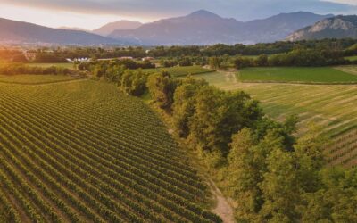 ACQUA E VINO ALLEATI CONTRO CRISI CLIMATICA – LA LUNGIMIRANTE ESPERIENZA DELLA FRANCIACORTA