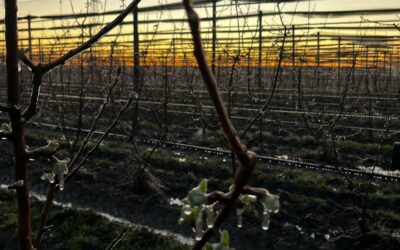 Il Consorzio al lavoro per garantire il funzionamento degli impianti antibrina