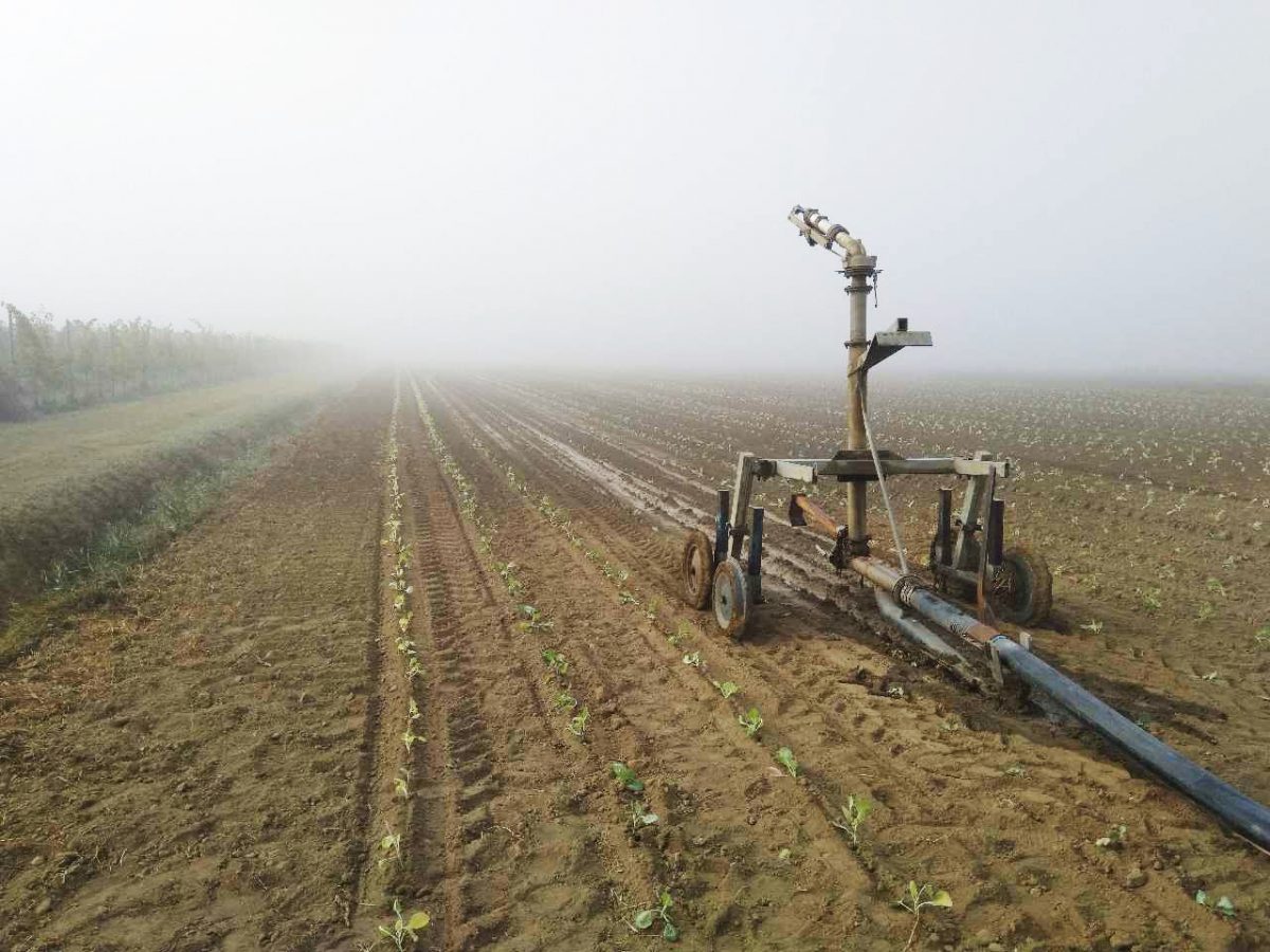 Irrigazione posticipata, richieste record al Consorzio: a ottobre +150%