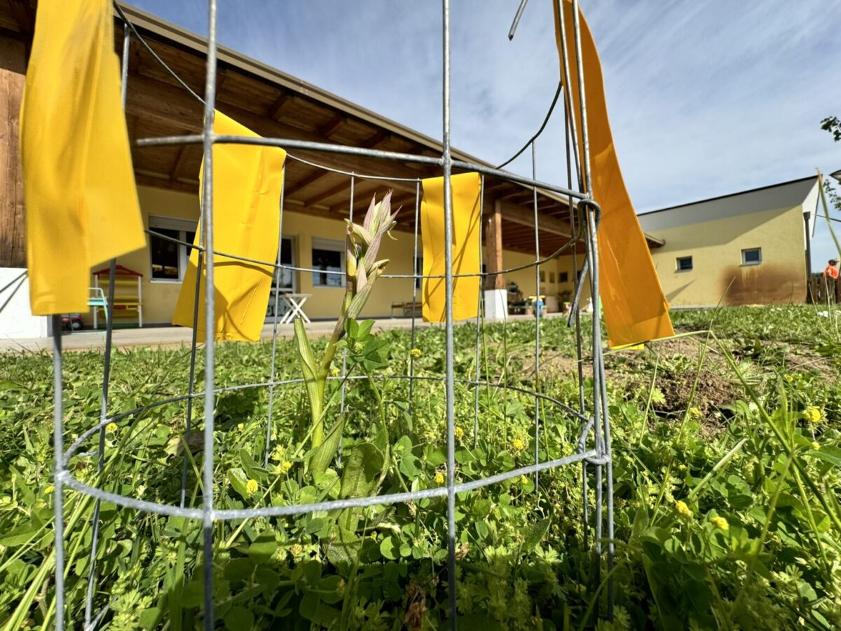 IN TOSCANA SCOPERTA UNA RARA ORCHIDEA NEL GIARDINO DI UNA SCUOLA – ANBI PER EARTH DAY