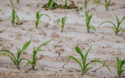 CONTRO DESERTIFICAZIONE NON BASTANO AFFERMAZIONI DI PRINCIPIO SERVONO INTERVENTI CONCRETI DI RESILIENZA