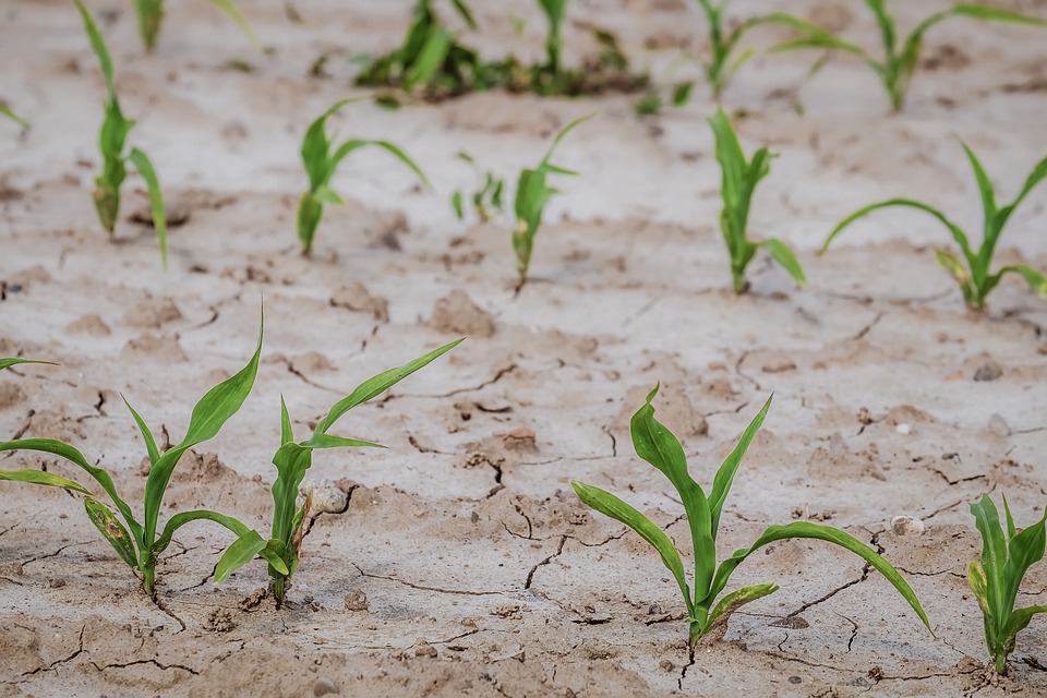 CONTRO DESERTIFICAZIONE NON BASTANO AFFERMAZIONI DI PRINCIPIO SERVONO INTERVENTI CONCRETI DI RESILIENZA