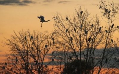 Alba in valle, a catturare emozioni!Anche chi non è mattiniero può conoscere la stupefacente ricchezza paesaggistica delle valli della Bonifica Renana, tra le zone d’acqua dolce più vaste  dell’Italia settentrionale: basterà seguire lo speciale dedicato GEO, su Rai3, il 13 settembre prossimo…