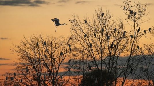 Alba in valle, a catturare emozioni!Anche chi non è mattiniero può conoscere la stupefacente ricchezza paesaggistica delle valli della Bonifica Renana, tra le zone d’acqua dolce più vaste  dell’Italia settentrionale: basterà seguire lo speciale dedicato GEO, su Rai3, il 13 settembre prossimo…