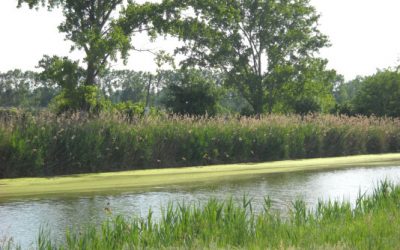 Non solo l’agricoltura, senza acqua muore anche la natura…