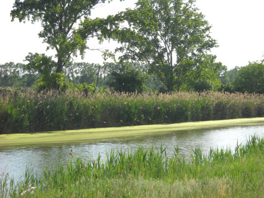 Non solo l’agricoltura, senza acqua muore anche la natura…