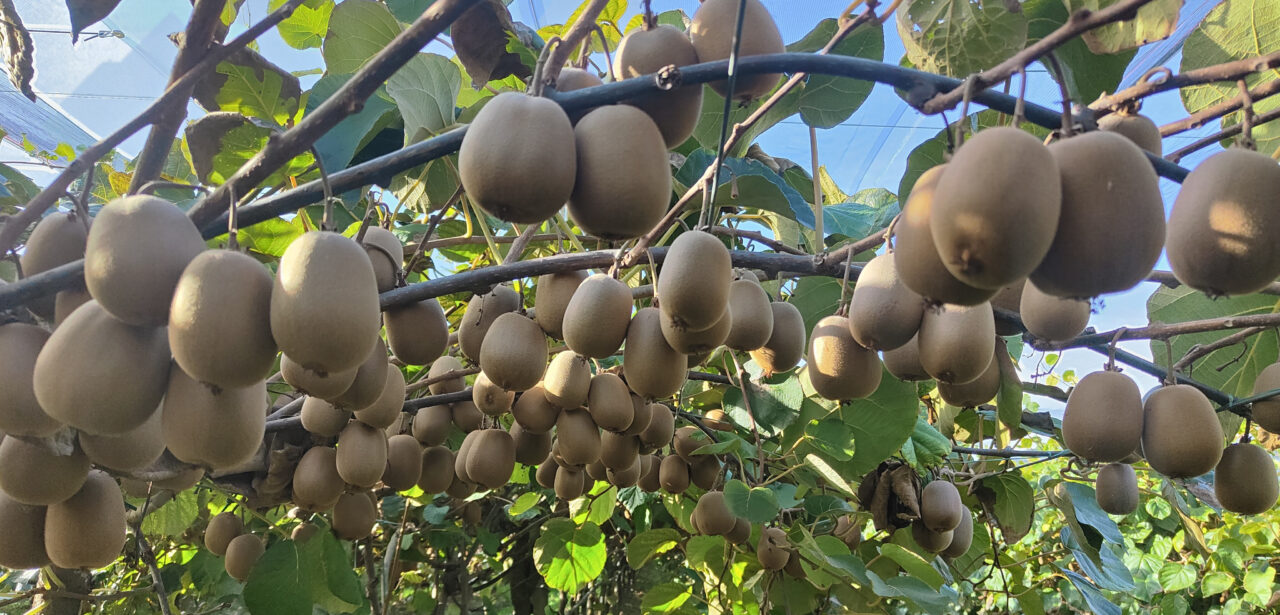 DEMO FARM – KIWI GIALLO – Visita in campo guidata – Martedì, 18 Giugno 2024, ore 9.30
