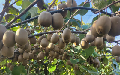 DEMO FARM – KIWI GIALLO – Visita in campo guidata – Martedì, 18 Giugno 2024, ore 9.30